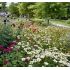 Leucanthemum ´Becky´