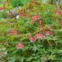 Dicentra spectabilis ´Valentine´