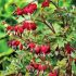 Dicentra spectabilis ´Valentine´