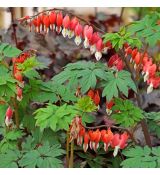 Dicentra spectabilis ´Valentine´