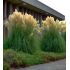 Cortaderia Selloana ´White Feather´