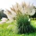 Cortaderia Selloana ´White Feather´