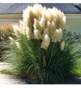 Cortaderia Selloana ´White Feather´