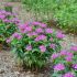 Monarda didyma ´Pink Delight´