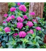 Monarda didyma ´Pink Delight´