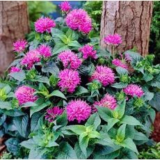 Monarda didyma ´Pink Delight´