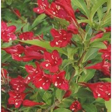 Weigela florida 'Lucifer'