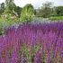 Salvia nemorosa ´Amethyst´