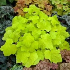 Heuchera ´Citronelle´ ®