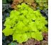 Heuchera ´Citronelle´ ® 9x9 / 0,5L