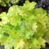 Heuchera ´Citronelle´ ®