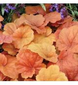 Heuchera ´Southern Comfort´ ®