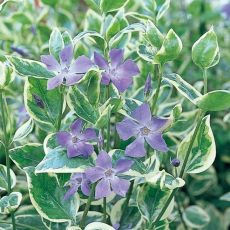 Vinca major ´Variegata´