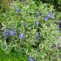 Vinca major ´Variegata´