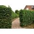 Ilex aquifolium ´Alaska´