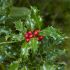 Ilex aquifolium ´Alaska´