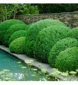 Ilex crenata ´Green Hedge´