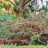 Cotoneaster hybrid ´Bella´