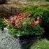 Pulsatilla vulgaris 'Pinwheel Dark Red Shades'