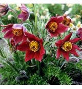 Pulsatilla vulgaris 'Pinwheel Dark Red Shades'