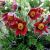 Pulsatilla vulgaris 'Pinwheel Dark Red Shades'