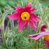 Pulsatilla vulgaris 'Pinwheel Dark Red Shades'