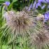 Pulsatilla vulgaris 'Pinwheel Dark Red Shades'