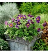 Pulsatilla vulgaris 'Pinwheel Blue Violet Shades'