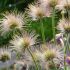 Pulsatilla vulgaris 'Pinwheel Blue Violet Shades'