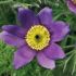 Pulsatilla vulgaris 'Pinwheel Blue Violet Shades'