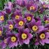 Pulsatilla vulgaris 'Pinwheel Blue Violet Shades'