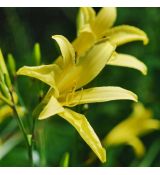 Hemerocallis 'Citrina´