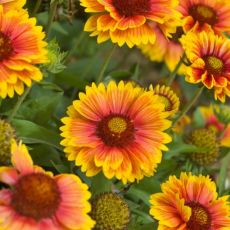 Gaillardia x grandiflora ´Mesa Bright Bicolor´