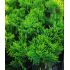 Thuja Occidentalis 'Danica'