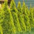 Thuja Occidentalis ´Golden Smaragd´