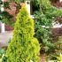 Thuja Occidentalis ´Golden Smaragd´