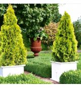 Thuja Occidentalis ´Golden Smaragd´