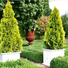 Thuja Occidentalis ´Golden Smaragd´