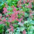 Heuchera sanguinea ´Leuchtkäfer´