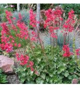 Heuchera sanguinea ´Leuchtkäfer´