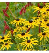 Rudbeckia fulgida var. ´Deamii´