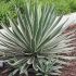 Yucca gloriosa ´Variegata´