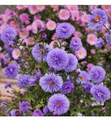 Aster novi-belgii ´Marie Ballard´