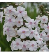 Phlox maculata ´Delta´