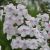 Phlox maculata ´Delta´