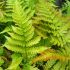 Dryopteris erythrosora