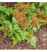 Dryopteris erythrosora