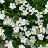 Dianthus deltoides ´Confetti Mix´