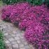 Dianthus deltoides ´Confetti Mix´