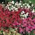 Dianthus deltoides ´Confetti Mix´